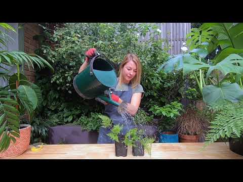How to take and grow on cuttings from your Rabbit Foot Fern in 3 simple steps