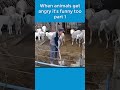 When animals get angry it's funny too part1