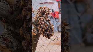 The Queen Bee's Signal Gathered the Entire Swarm