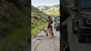 A Brave Woman Saves a Baby Deer from a Snake  #pets #animals #wildlife