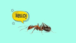 Animal Sounds for Children | insects | Ants