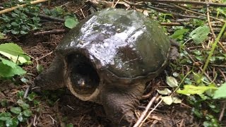 Local Wildlife : Large Snapping Turtle (He Looks Pissed)