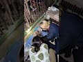 Terremoto Venezuela, estratta viva la cagnolina Giselle