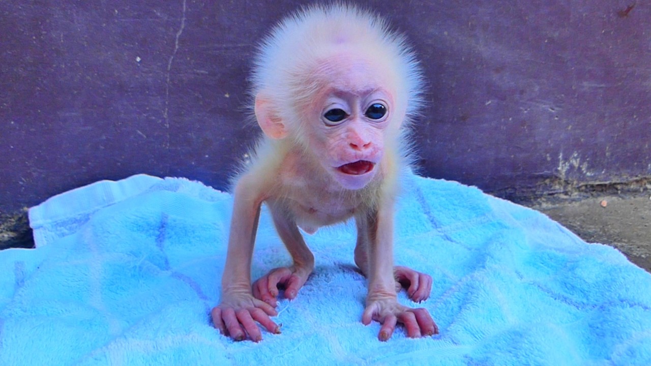 The baby squirrel opens its little eyes and cries for its mother.