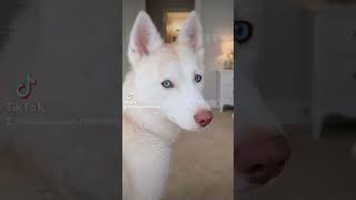 Hi, I’m Nyssa, your future adventure buddy, cuddle partner, and ball-obsessed best friend #love #dog