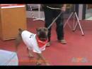 Wideo: Gwiazdy i adwokaci Obserwuj Shelter Pets Strut Ich rzeczy na Pawject Runway