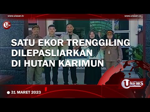 KOMUNITAS REPTIL KARIMUN LEPASLIARKAN SATWA DILINDUNGI | U-NEWS
