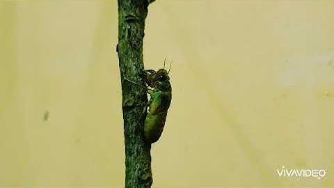 How is an asian cicada born? (ve sầu thoát xác)