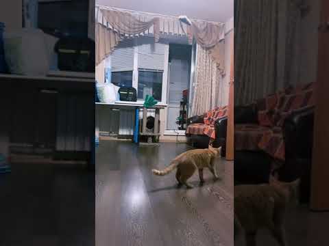 Кот высоко прыгает