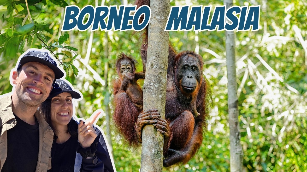 Qué ver en Borneo Malayo 🇲🇾  Sepilok y safari por el Río Kinabatangan 🦧