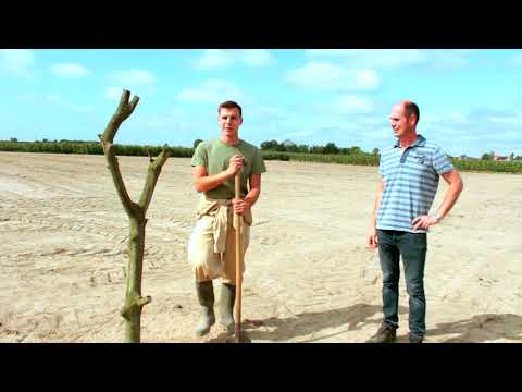 Hoe worden perenbomen geplant?