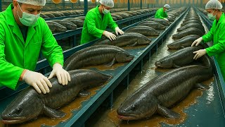 Inside the Largest Unagi Processing Facility: From Millions of Eels to International-Grade Products