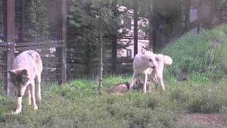 シンリンオオカミ　キナコのトンネル~Eastern timber wolf