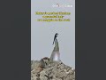 Nature's perfect illusion: a graceful lady or a magpie on the rock