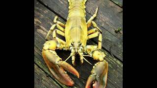 Yellow Lobster