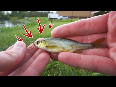 How to Rig LIVE MINNOWS to Catch More Bass! 