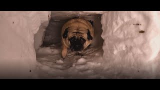 MUST SEE: Winnipeg pug lover builds outdoor playground for his pooches