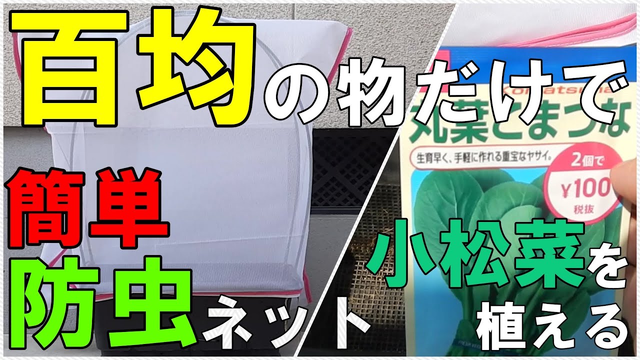 百均 ダイソーで防虫ネット代用品を見つけたので小松菜を育ててみた プランター I Found An Insect Repellent Net At A 100 Yen Shop Youtube
