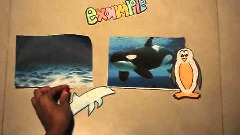 Evolutionary Patterns (In Plain English style)