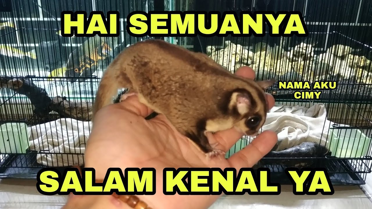 SUGAR GLIDER CLASIC GREY
