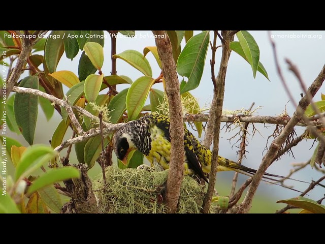 Young and adult Palkachupa Cotinga / Apolo Cotinga (Phibalura boliviana), Atén, La Paz, Bolivia