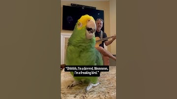 Thumbnail of Parrot Sings ‘I’m a Freaking Bird’ - CreatureCops