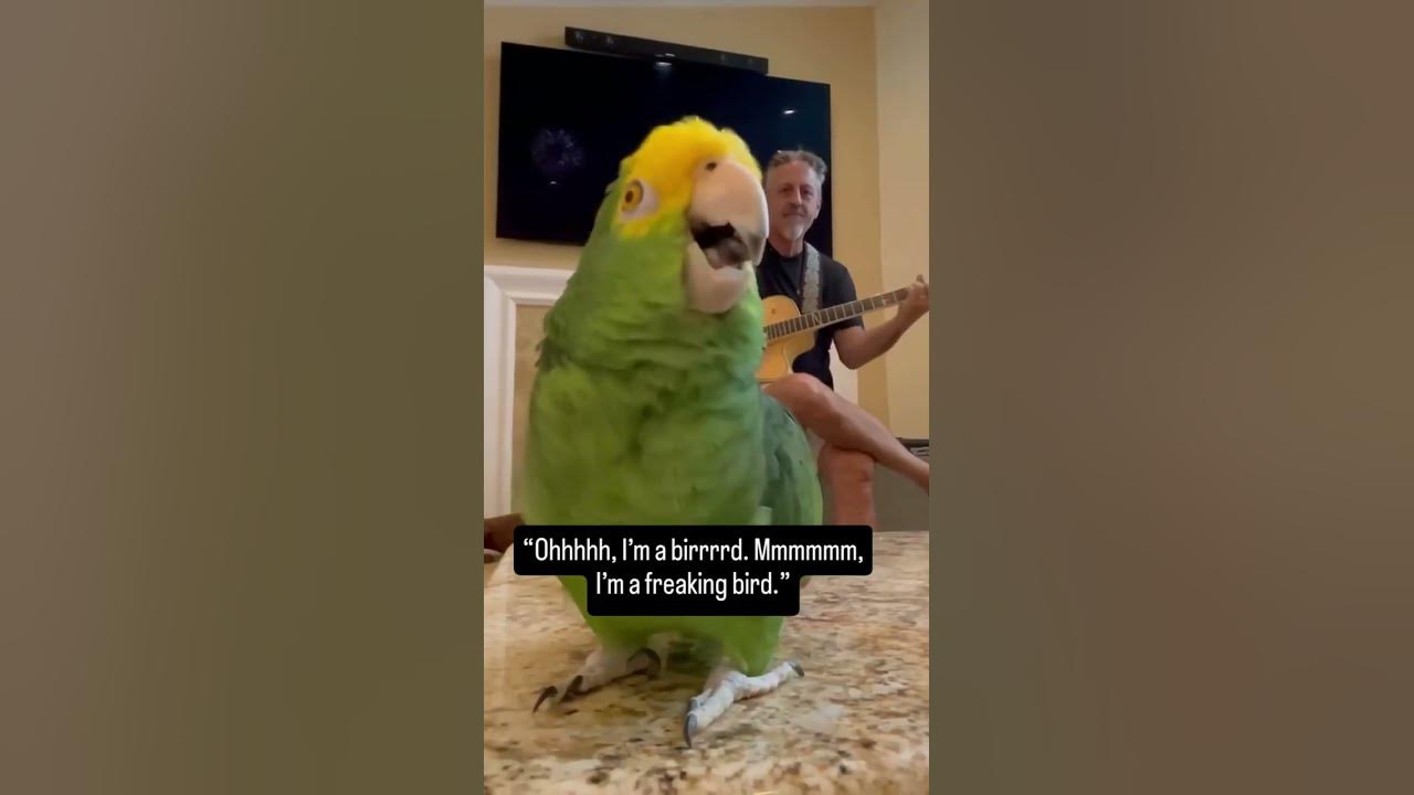Parrot Sings ‘I’m a Freaking Bird’ - CreatureCops