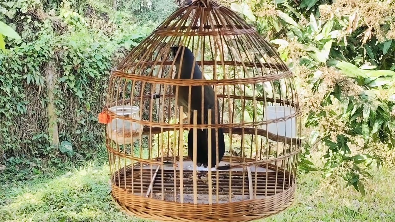 Khuou hot-suab noog sab hwj-ສຽງນົກຖົວດຳຮ້ອງ