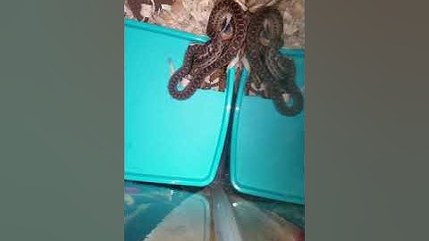 My Gopher snake eating a Blue belly lizard