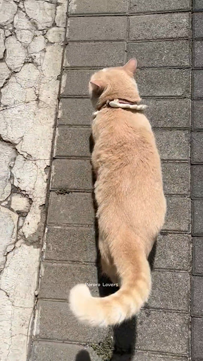 Just about to look for j4nd4, already told to go home 😂 #pororocat #pororo #cat