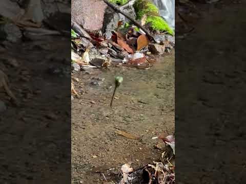 こどもの呼びかけに反応しちゃう産卵中のオニヤンマ オニヤンマ トンボ 産卵 