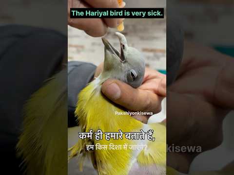The Hariyal Bird Is Very Sick Greenbirdsick Greenbird 