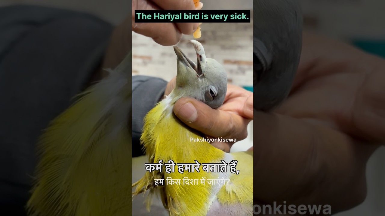 The Hariyal bird is very sick 🤢 😱..|| 