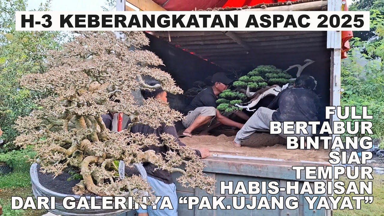 H-3 KEBERANGKATAN ASPAC 2025, FULL BONSAI BERTABUR BINTANG DARI GALERINYA PAK UJANG.