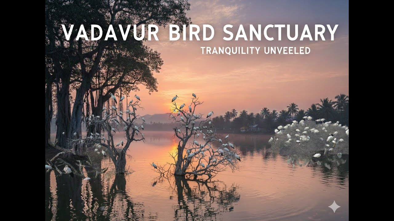 Thousands of Birds! A Day at Vadavooru Bird Sanctuary 
