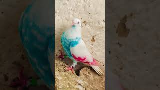 Ikk Shok Kabutar Bazi Da Kabutar Bazi Winner Patha