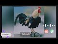 رنين الهاتف المحمول 🎶 رنين الهاتف الديك 🎶✨