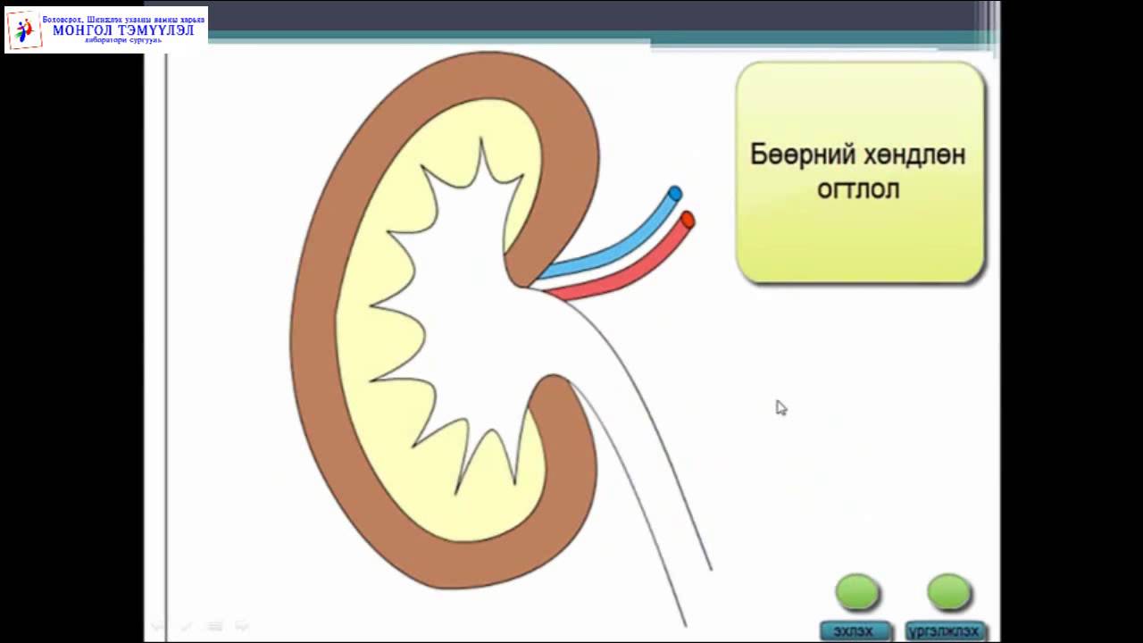 Монгол Тэмүүлэл сургууль, Биологи Бөөр