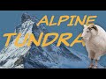Alpine Tundra Exploration Quiz