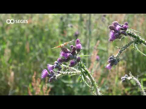 Naturpleje: Hvad er