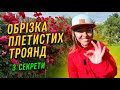 ОБРІЗКА ПЛЕТИСТИХ ТРОЯНД ОБРІЗКА ПЛЕТИСТИХ ТРОЯНД