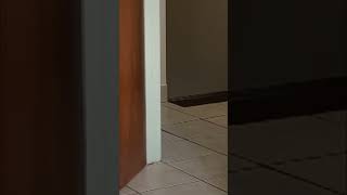 Kitten Fumbled on Steps