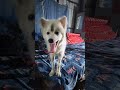 shera koprivacy chahiye#manojkumar#dogshorts#latestcomedy#funny#funnyvideo#trendingshorts#shortvideo