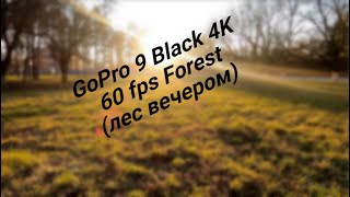 GoPro 9 Black 4K 60 fps Forest лес вечером