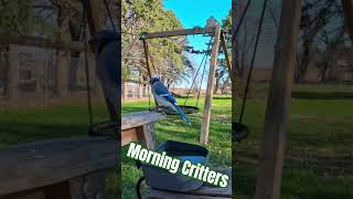 Morning Critters #bluejay #squirrel #grackle #wildlife #wildlifefeeding #gopro