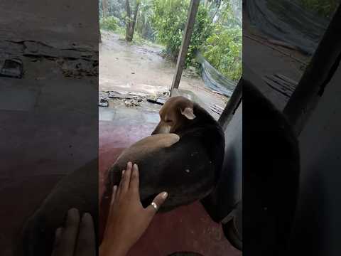 বৃষ্টির মধ্যে কুকুর আমার ঘর দখল করলো  bengali vlog/ bengali shorts