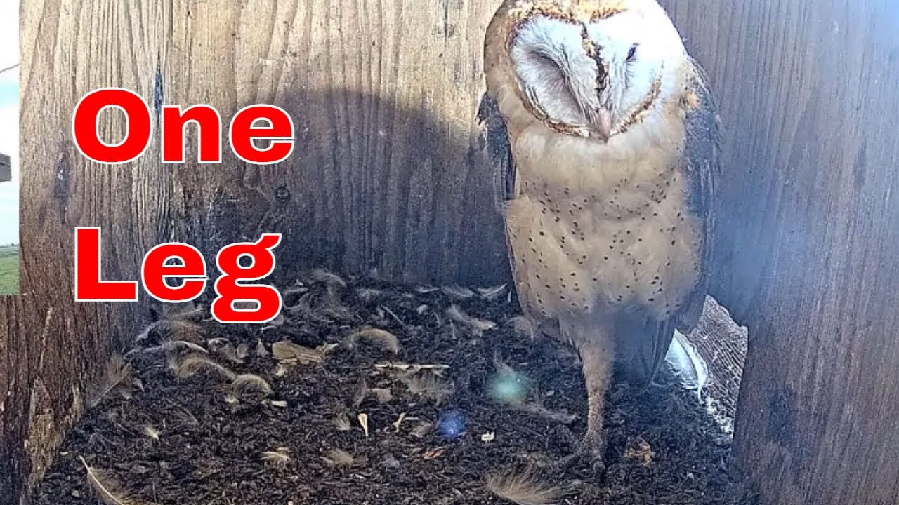 Barn Owl Balances on One Leg — Egg Coming Soon?