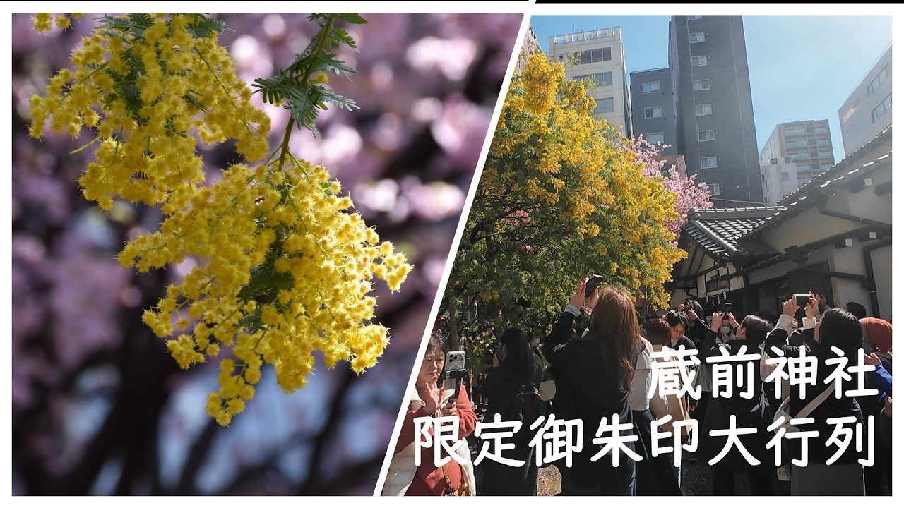 蔵前神社｜限定御朱印で大行列…桜とミモザの春【東京】