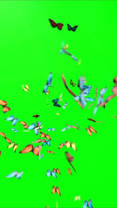 Butterfly effect green screen use chroma key use this effect #butterfly #greenscreen
