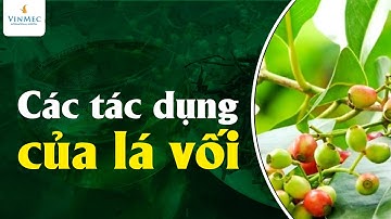 Các tác dụng của lá vối